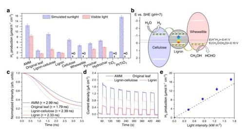將枯葉轉化為活性多功能材料 蒸發(fā)器、光催化劑和生物塑料的創(chuàng)新應用