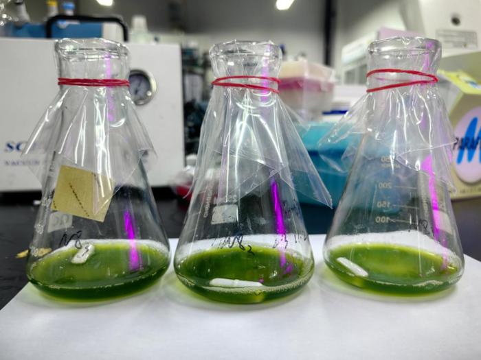 紹興上虞 科技創新驅動，秸稈變身高價值新材料，譜寫綠色經濟新篇章